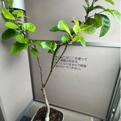 リスボン★トゲなしレモンの木
