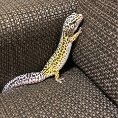 レオパードゲッコー(ヒョウモントカゲモドキ)
