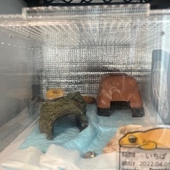 レオパードゲッコー（タンジェリントレンパーアルビノ）