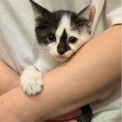 一時募集停止。可愛いです！おもしろ模様のコアラちゃん♪女の子2ヶ月