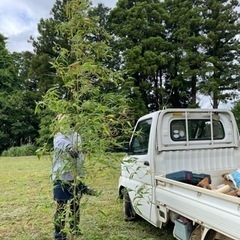 七夕用の笹欲しい人いますかー？サイズオーダー可能