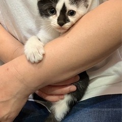 一時募集停止。可愛いです！おもしろ模様のコアラちゃん♪女の子2ヶ月 − 兵庫県
