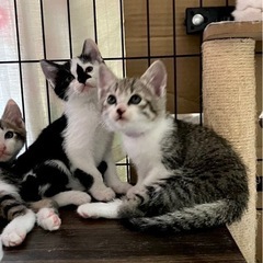 一時募集停止。可愛いです！おもしろ模様のコアラちゃん♪女の子2ヶ月 - 猫