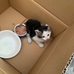 保護猫