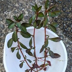 【取引済】赤系水草[ルドウィジア]の水上葉の出品です