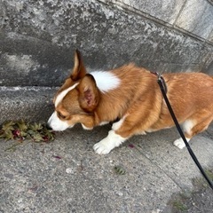 仔犬の里親募集