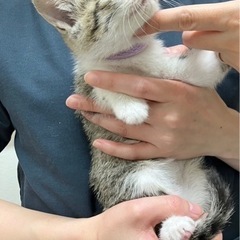 一時募集停止。美人の小さなキジ白さん♪ラムちゃん 女の子2ヶ月