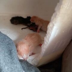 保護ねこ