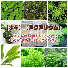 求【水草】【アクアリウム】お声がけください