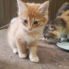 子猫の里親さん募集