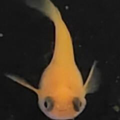 【サウザーメダカ】楊貴妃出目パンダ(ようきひでめぱんだ)♪コロコロして金魚みたい☆の画像