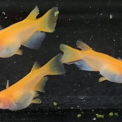 【サウザーメダカ】楊貴妃出目パンダ(ようきひでめぱんだ)♪コロコロして金魚みたい☆の画像