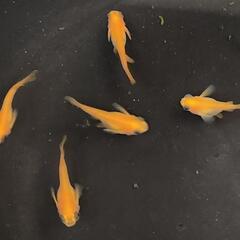 【サウザーメダカ】楊貴妃出目パンダ(ようきひでめぱんだ)♪コロコロして金魚みたい☆の画像