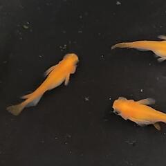 【サウザーメダカ】楊貴妃出目パンダ(ようきひでめぱんだ)♪コロコロして金魚みたい☆の画像
