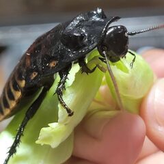 マダガスカルゴキブリ　の画像