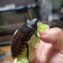マダガスカルゴキブリ　の画像