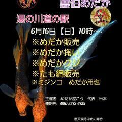 【めだか屋こう】めだか販売　めだか掬い　たも網等