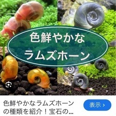 レッドラムズホーン③の画像