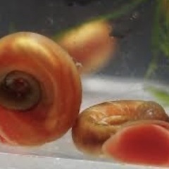 レッドラムズホーン③の画像