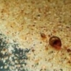 レッドラムズホーン③の画像