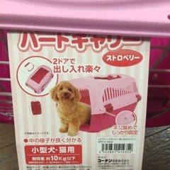 新品　未使用　ペット　ケージ　キャリーケース　犬　猫の画像