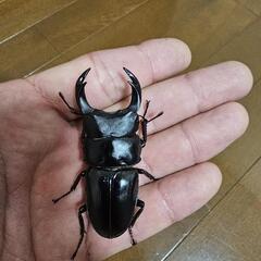 山梨県のオオクワガタの中古が安い！激安で譲ります・無料で