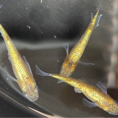 (値下げ)メダカ　ヒミツヘイキ　1ペア　(ビオトープ、アクアリウム)