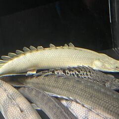 【お取引先が決まりました】熱帯魚　ポリプテルス・ラプラティ　34...