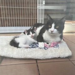 ハチワレ親子猫ペア