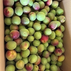 【減農薬】南高梅10kg
