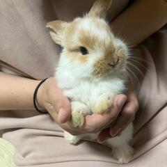 ホーランドロップイヤー ベビー