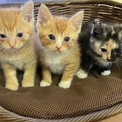 里親さん募集！茶トラ♂2匹、サビ三毛♀