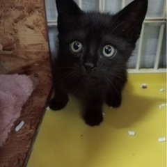 くろねこの男の子
