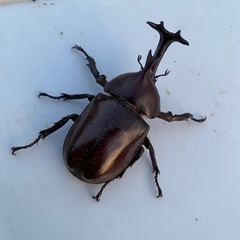 （お話中）カブトムシ 