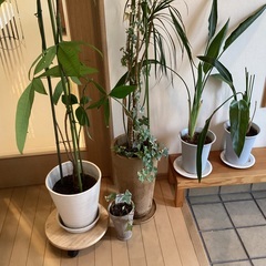 前日キャンセルの為、再投稿〜　観葉植物　取りに来ることができる方