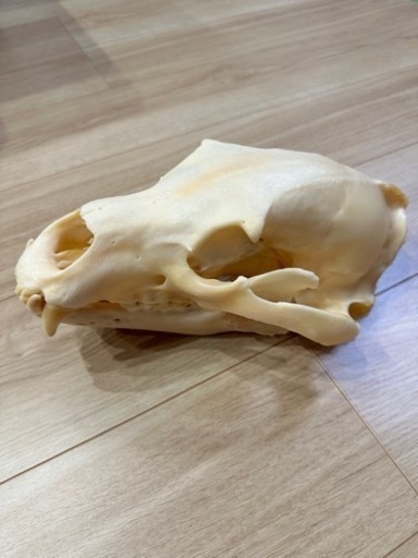 売れました。ヒグマ　骨格　標本