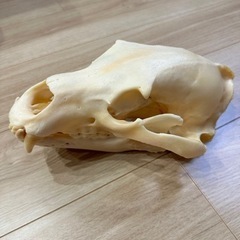 売れました。ヒグマ　骨格　標本