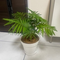観葉植物　テーブルヤシの画像