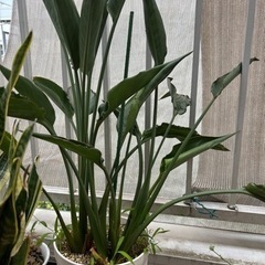 ストレリチア　レギネ　観葉植物