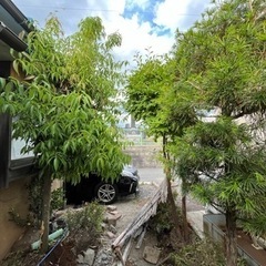 庭木　ハナミズキ　サルスベリ　ツツジ💐