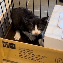 捨て猫 1~2ヶ月くらい