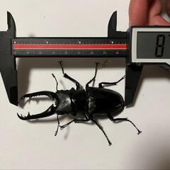 子供用品 ベビー用品 おもちゃ