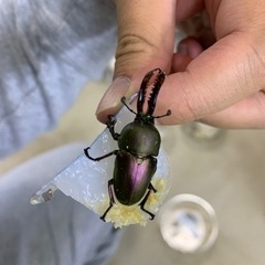 F4 パプアキンイロクワガタ　アルファック山　の画像