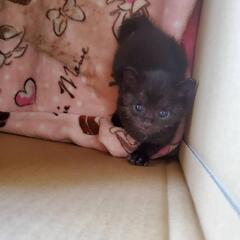 姉妹での譲渡を希望です😻候補者対応中 - 鳴門市