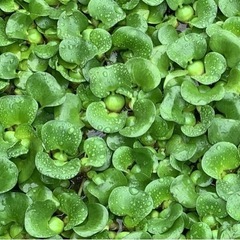 ホテイアオイ　水草　メダカ　産所床