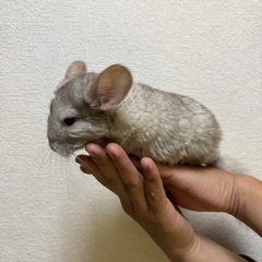 【引取先見つかりました】チンチラ(シナモン)3/19生まれオス2匹 − 兵庫県