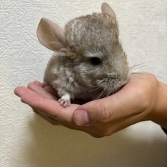 【引取先見つかりました】チンチラ(シナモン)3/19生まれオス2匹 - 神戸市