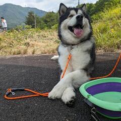 一緒に作りませんか？？キャンプ&車中泊&ドッグラン🐕 - 助け合い