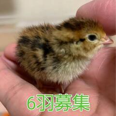 ウズラ　雛　募集　大事に飼っていただける方に。