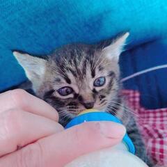 ブラウンマッカレルタビー　オス　600g 離乳しています　頭良さげです